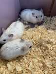 Puiuti hamsteri prietenosi