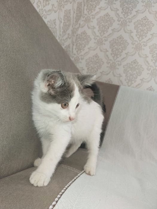 Отдам котяти на хорошему руку