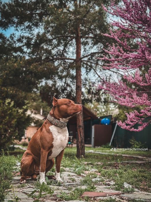 Кубинский Питбуль на вязку