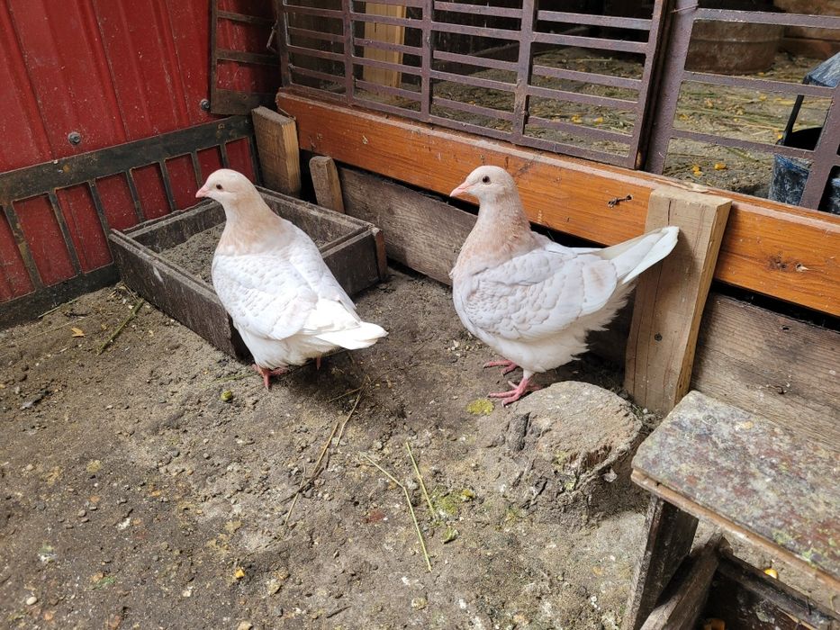 Vând porumbei texani