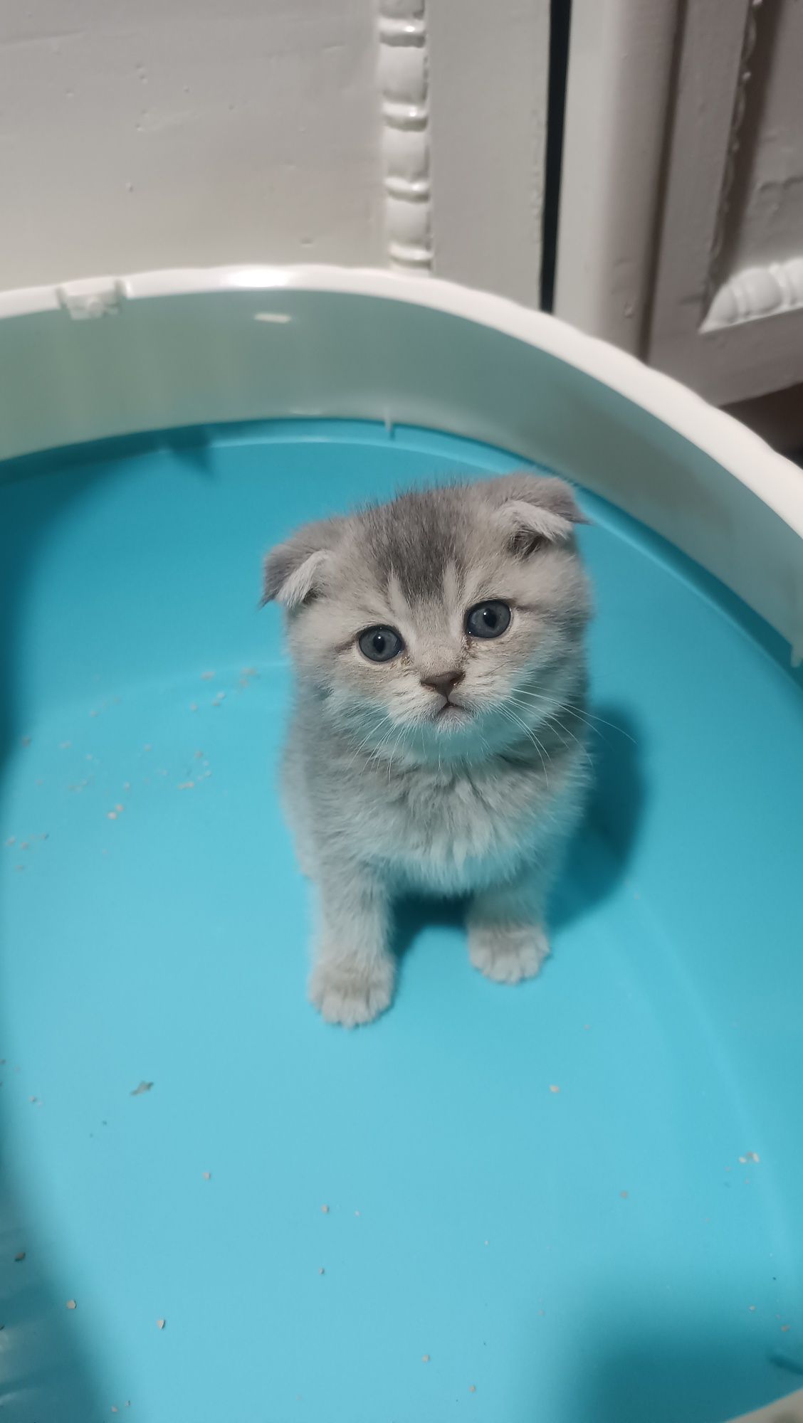 Scottish fold shinshilla