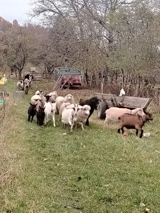 Vînd capere și un țap