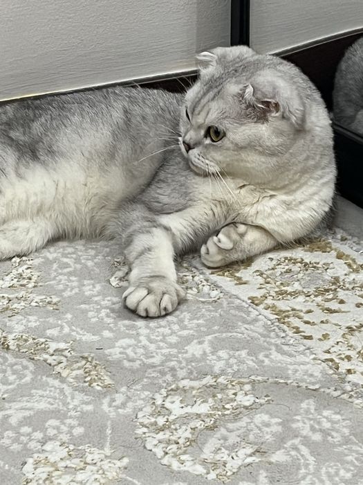 Продается кошка шотландская вислоухая