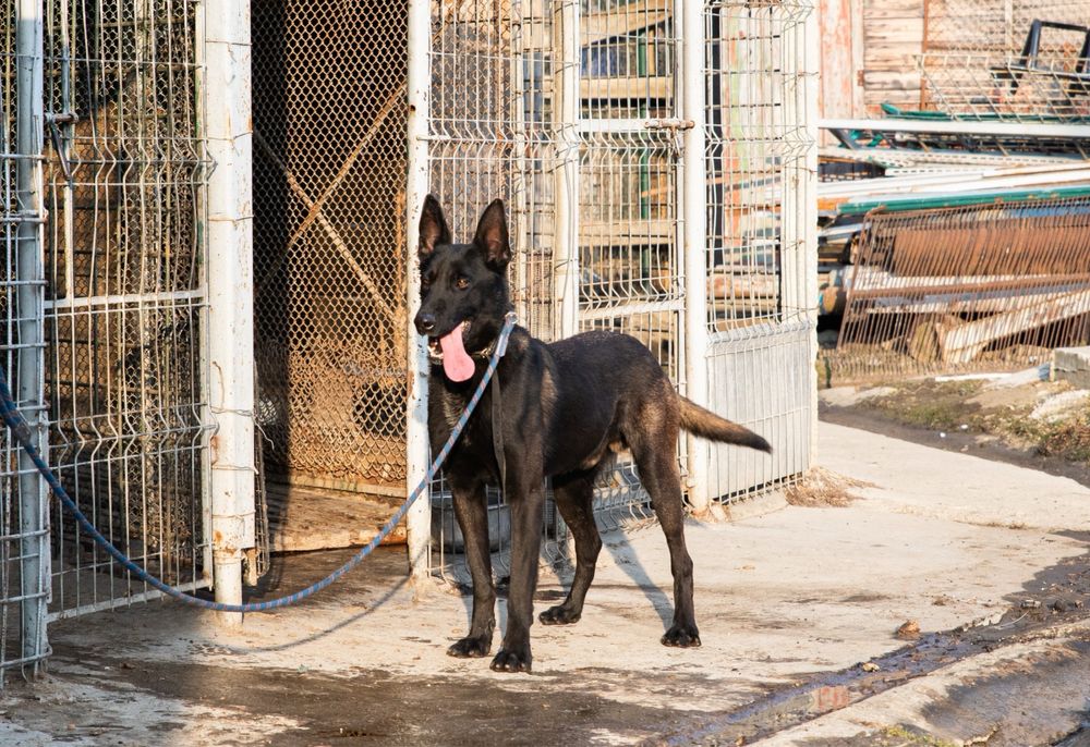 Catel de vazare cei mari  sunt  parinti