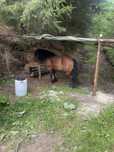 Vand armasar lucrat la padure