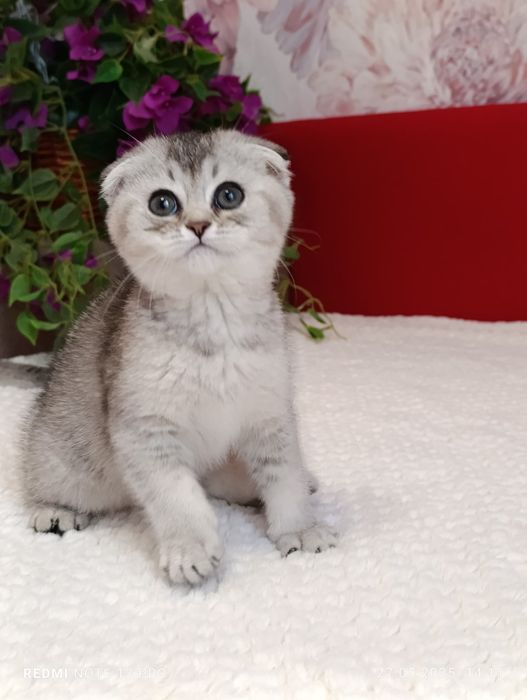 Scottish fold chinchila silver
