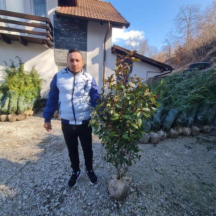 Lelandy tuia smarald Leylandi
