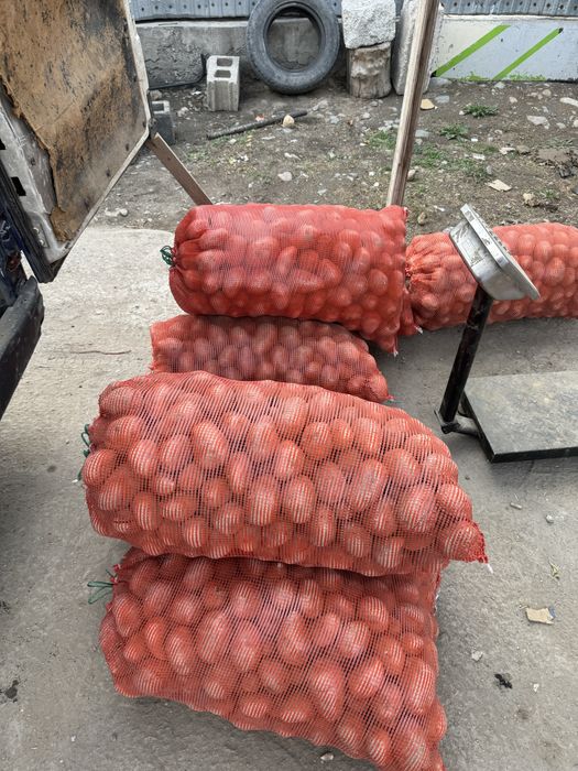 Нарынколдын картошкасы