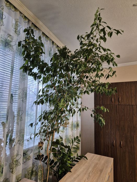 Бенджамин голям - 2 броя