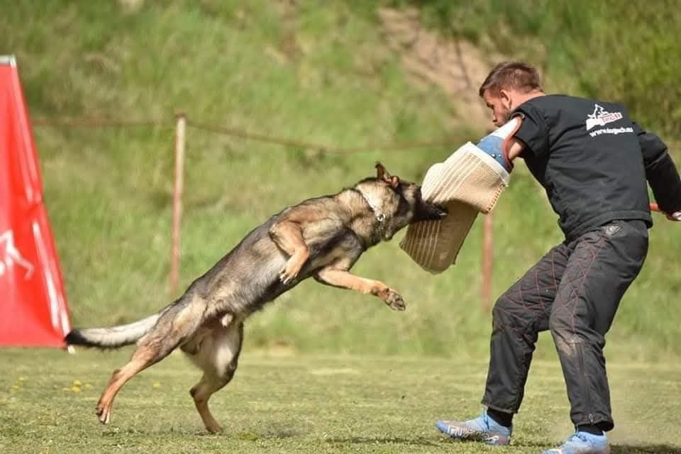 Pui Ciobanesc German Cu Pedigree
