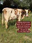 Продам ухоженный корову сименталь