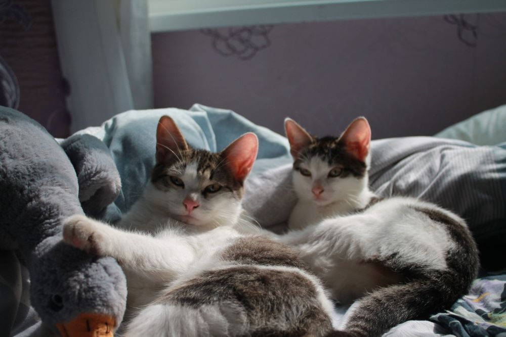 Отдам кошку даром