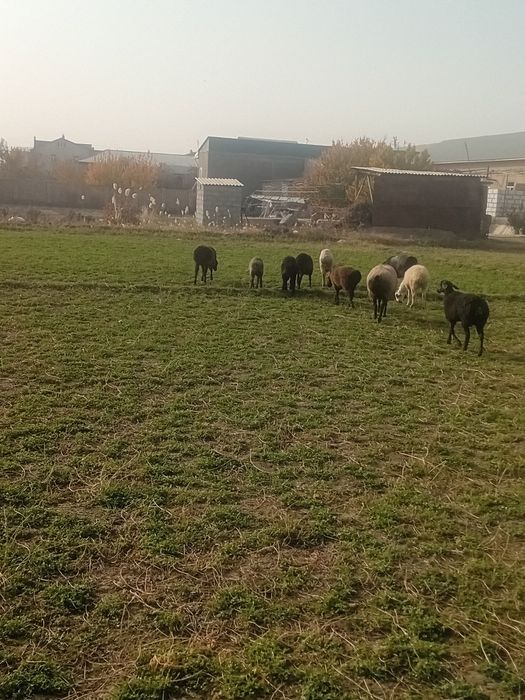 Bug'o'z ekkiz tug'adigan quylar barala sotiladi