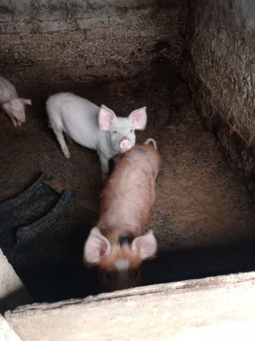 Прасета плевенско