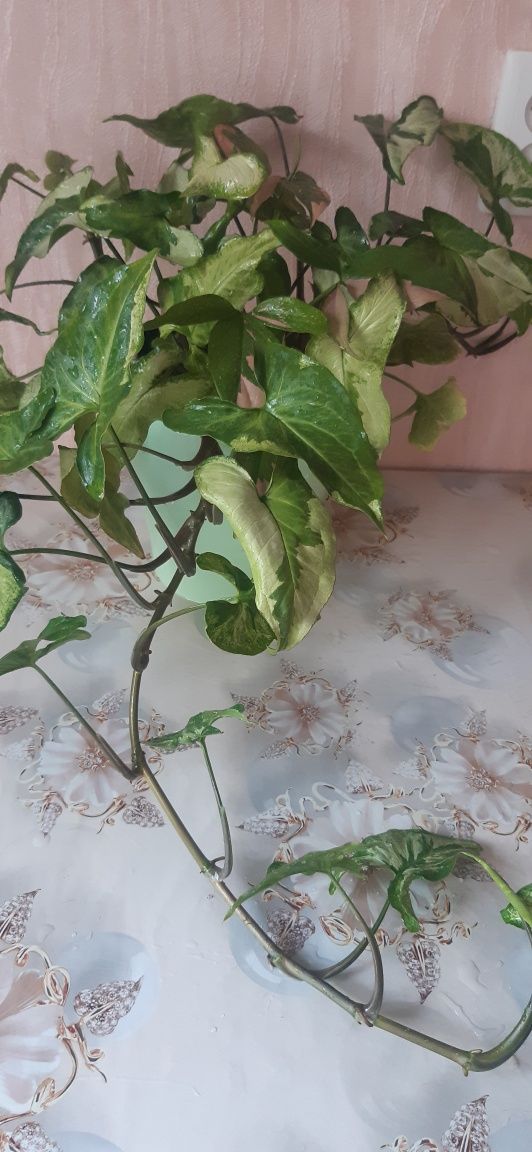 Продам сингониум , 2 разных сорта