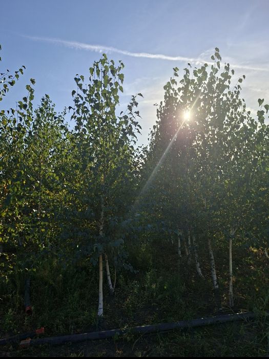 Vand mesteacan tei Arțar Stejar si platan