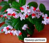 Клеродендрум госпожи томпсон.