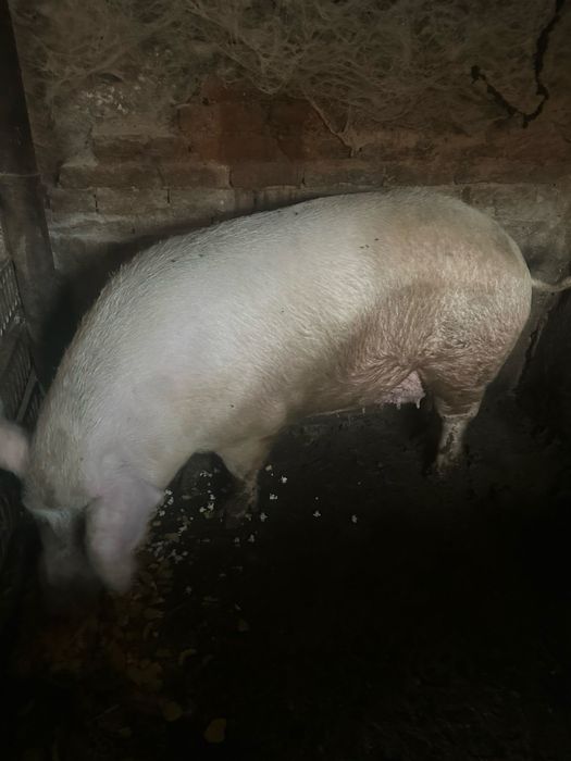 Свинята над 300 кг.