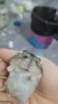 Hamsteri pitici siberieni