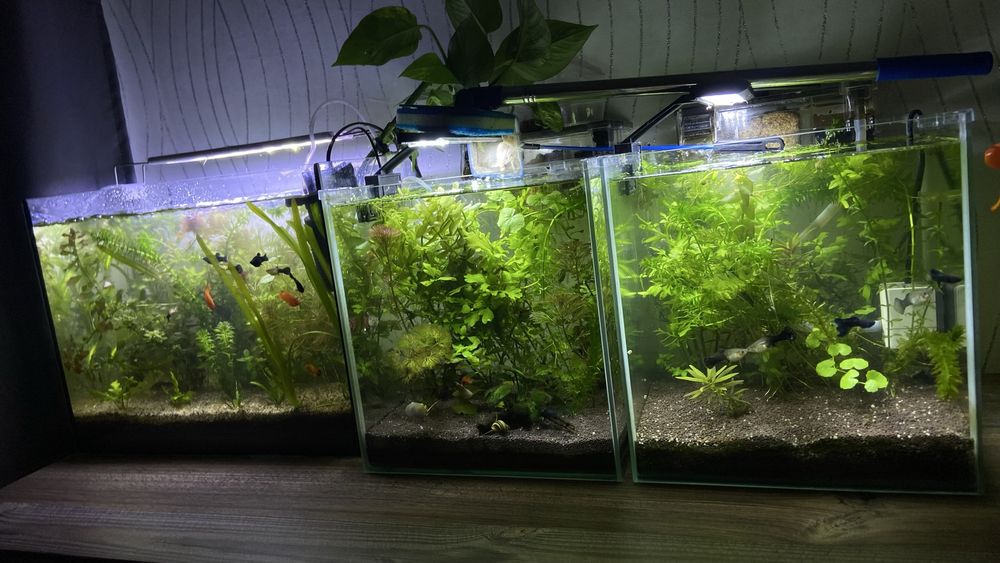 аквариумные растения
