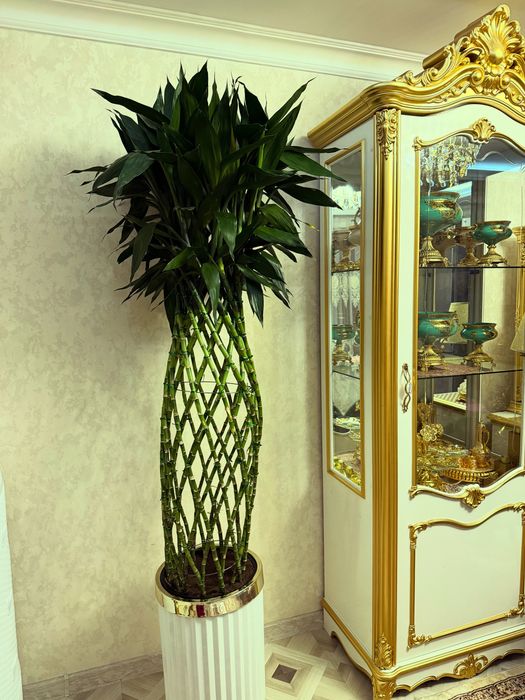 Бамбук большое 2 метров с горшком