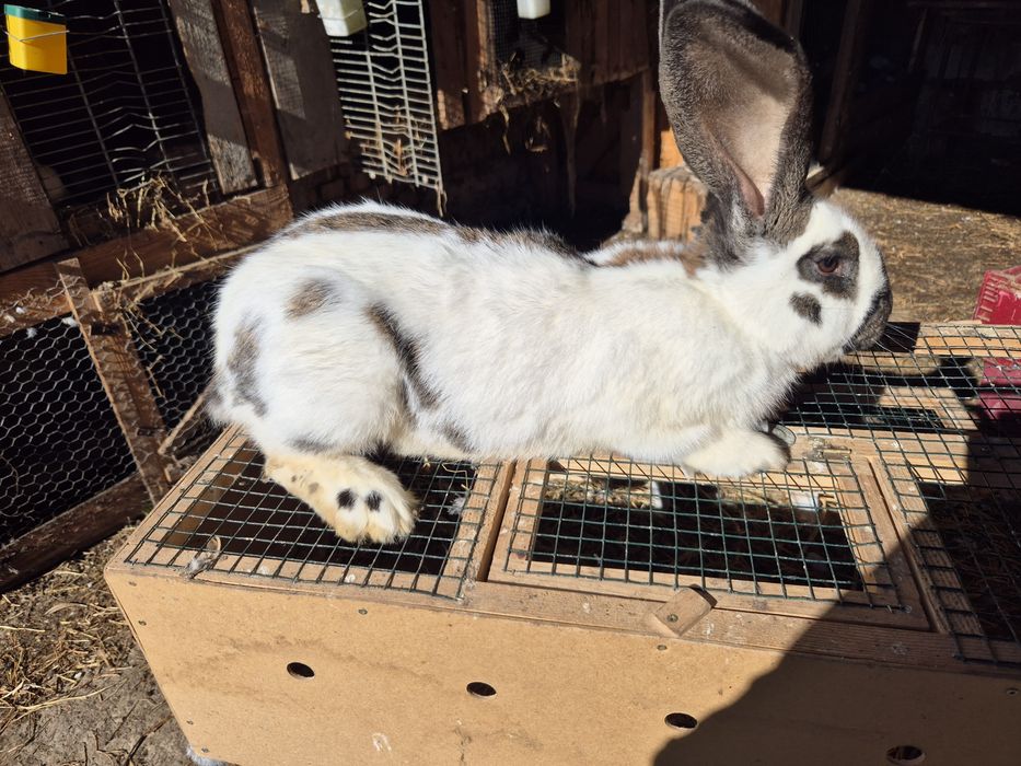 Vând mascul fluture german