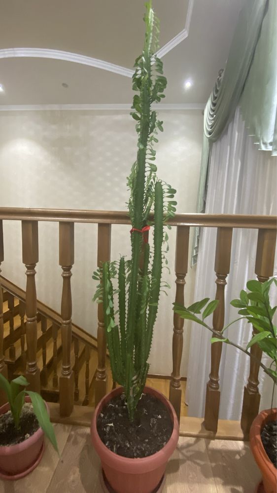 продам домашнее растение