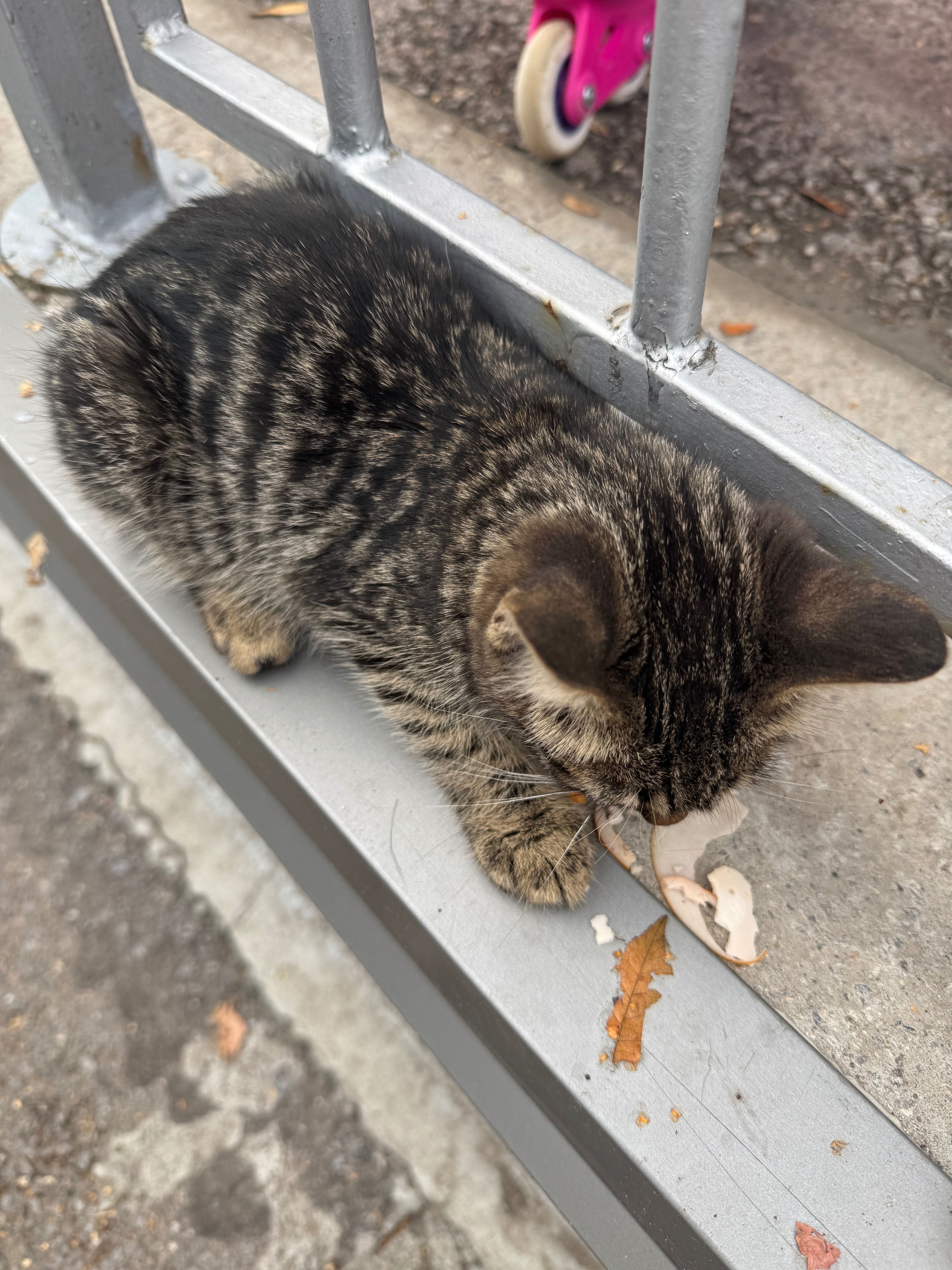 Коте за осиновяване