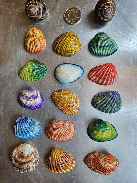 Красивые ракушки.