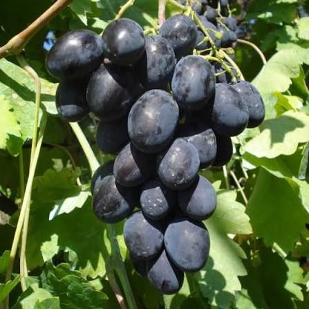 Vita de Vie (Soiuri De Masa Negru )