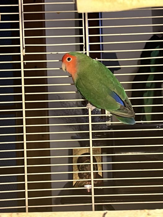 Vand Pui Papagal Agapornis