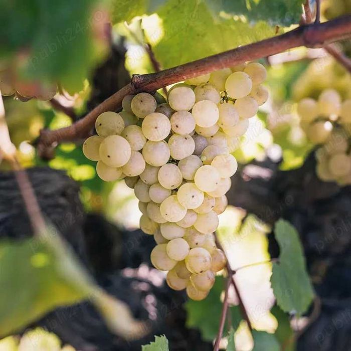 Vand struguri albi, dulci aromati calitate superioara