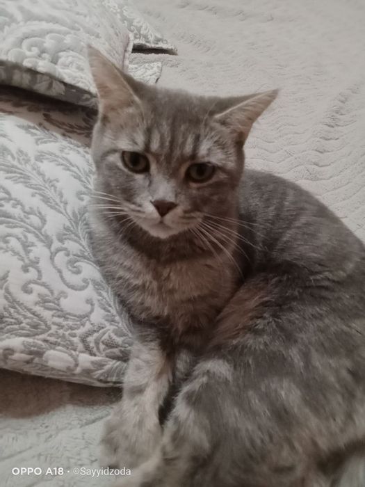 Даром отдам кошку страйт