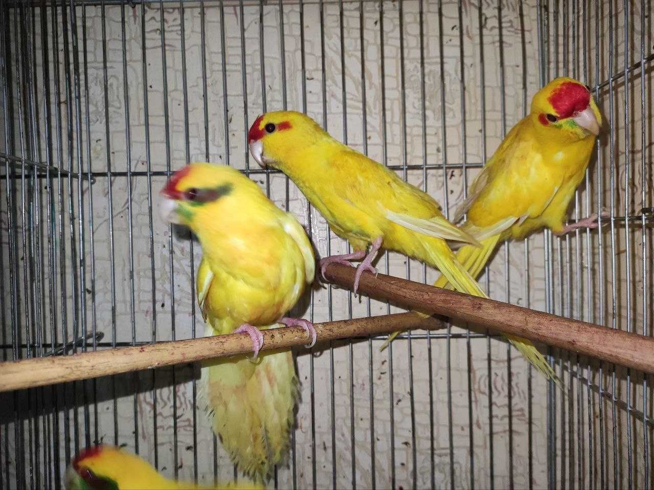 попугаи какарики