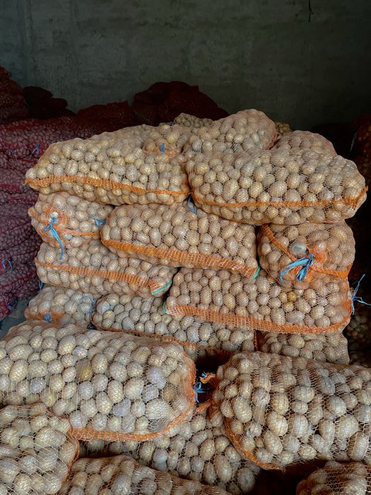 Cartofi de samanta Riviera, Carrera, Red Fantasy clasa A import