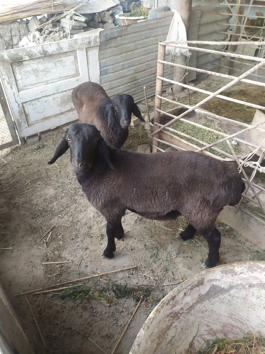 кучкор барралар  сотилади