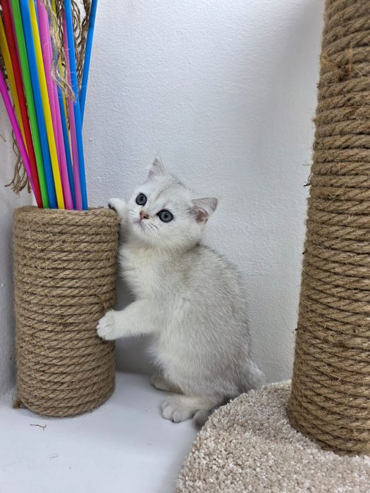 Британские пареньки и девули