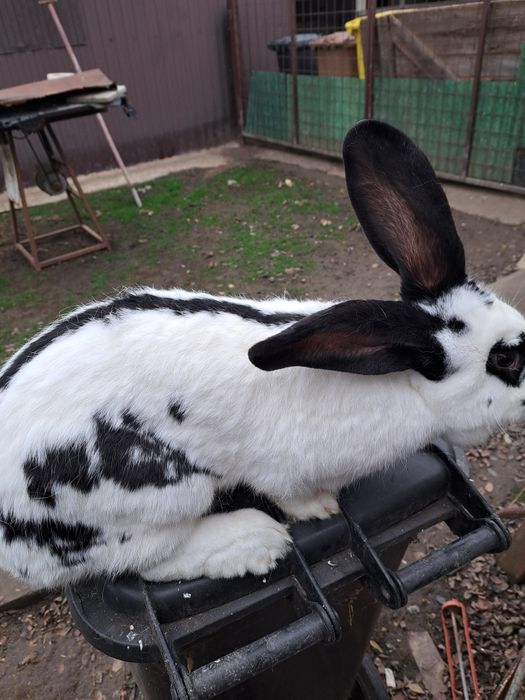 Vind iepuri rasa comuna