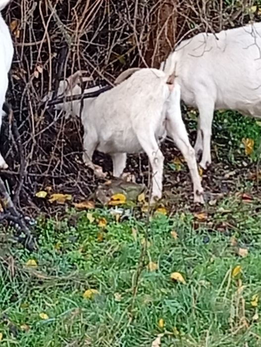 3 iede sanenn  o capra sanenn matura și una  anglonubiana  montate