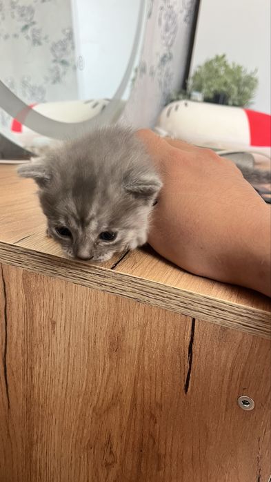 Британские вислоухие котята в хорошие руки, чистокровные