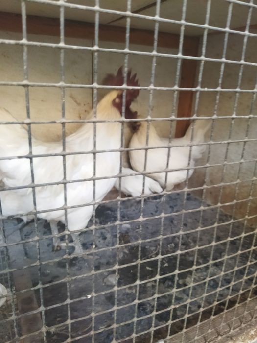 Ухейлюй ( Uheyli) бир оила сотилади.