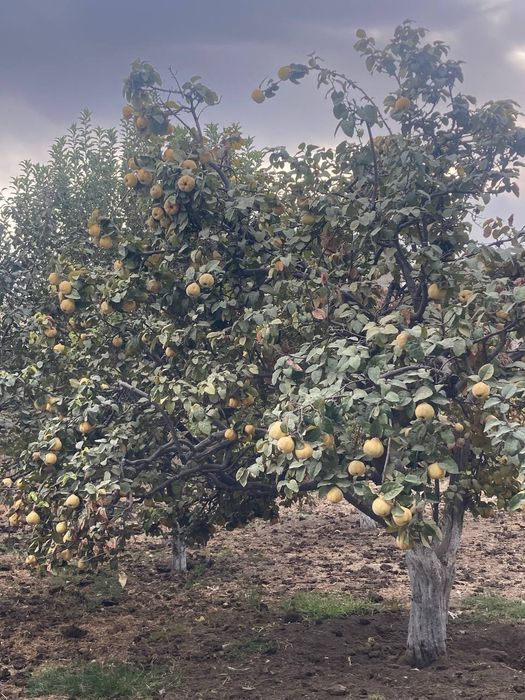 Behi sochniy va shirin o'zimizzi boğdan 50 kilo koldi ko'rib tanlab os