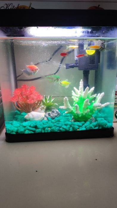 Baliq va akvarium full komplekti bilan