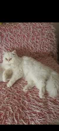 Продавам персийско котенце