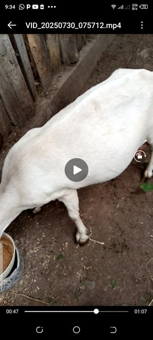 Коза молочная,спокойная.