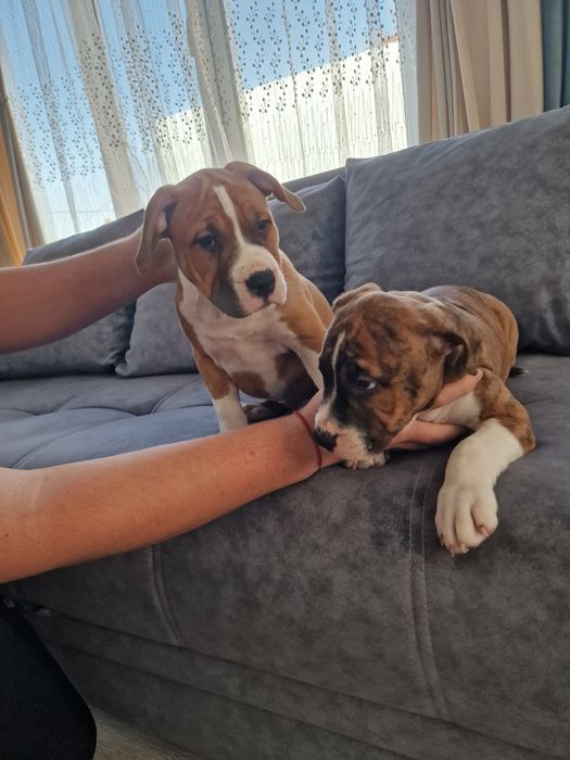 Продам щенков Американского Стаффорда