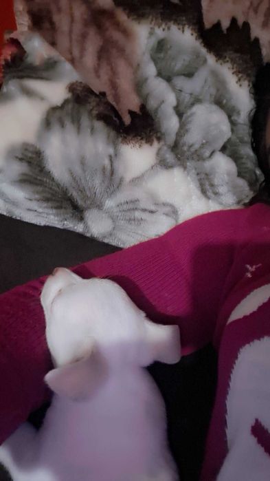 Продава се мини пинчер