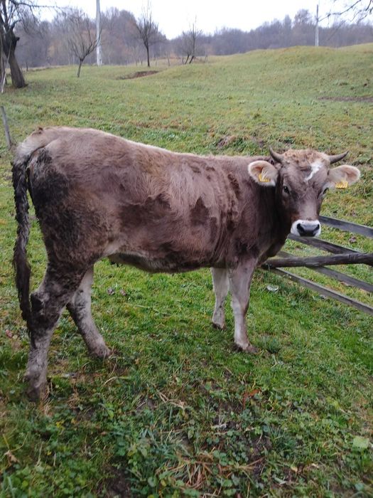 Jurinca a făta in 5 luni