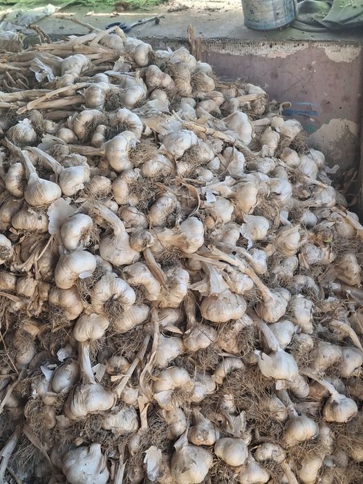 Usturoi de sămânță