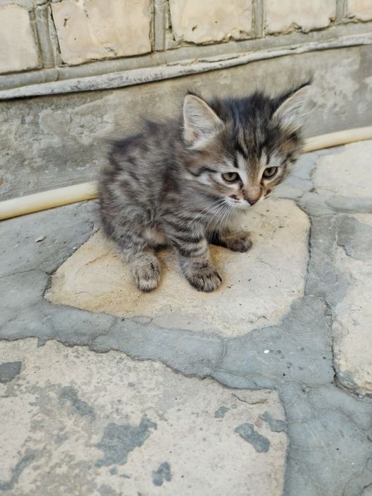 Продаются котята не дорого